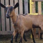 Описание чешской породы коз и правила содержания, сколько стоит животное