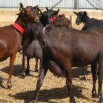 Описание чешской породы коз и правила содержания, сколько стоит животное