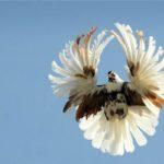 Описание серповидных голубей обратимых, достоинства и недостатки породы и уход