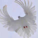 Описание серповидных голубей обратимых, достоинства и недостатки породы и уход