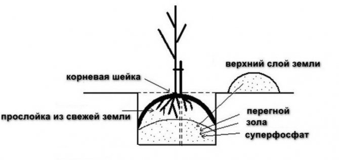 Описание сорта груши «Елена»: характеристики, фото, видео, отзывы садоводов