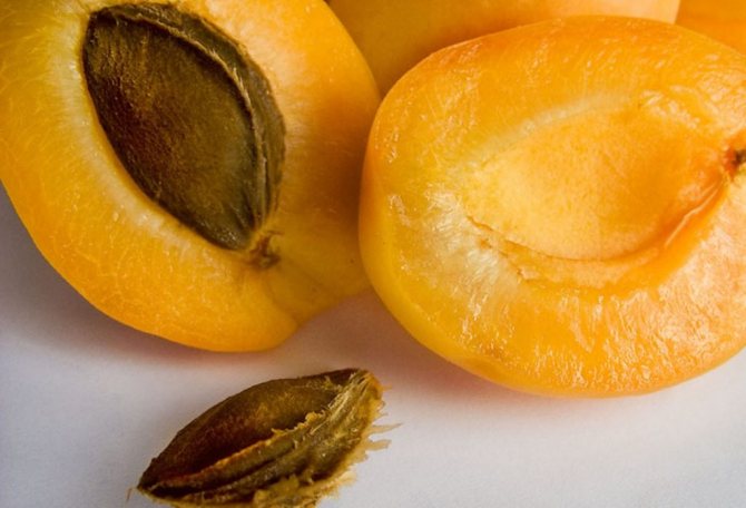 Описание и характеристика абрикоса Шала, родственники и выращивание