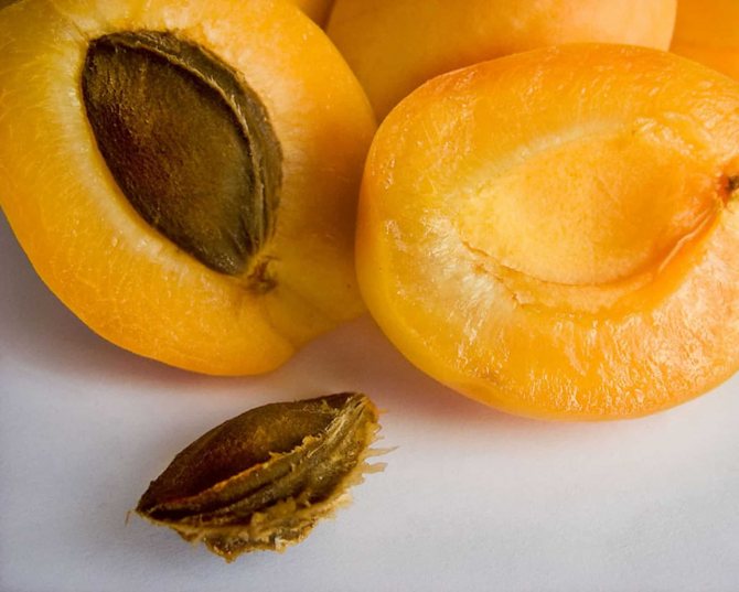 Описание и характеристика абрикоса Шала, родственники и выращивание