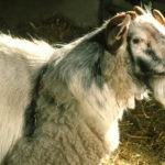 Описание и характеристика гибрида козы и овцы, особенности содержания