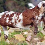 Описание и характеристика гибрида козы и овцы, особенности содержания