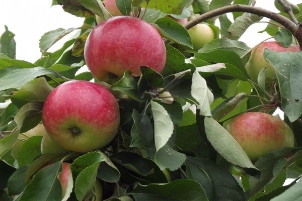 Описание и характеристика яблони Мельба, высота и срок созревания дерева, уход