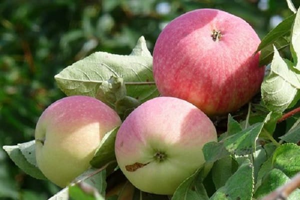 Описание и характеристика яблони Мельба, высота и срок созревания дерева, уход