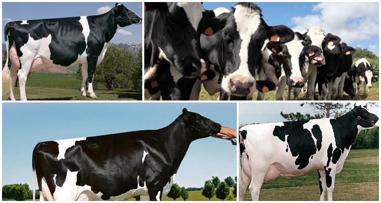Описание и характеристика коров голштино-фризской породы, их содержание