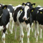 Описание и характеристика коров голштино-фризской породы, их содержание