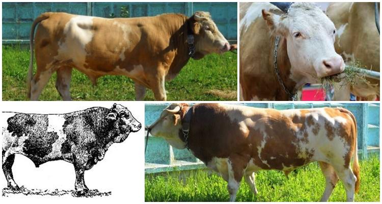 Описание и характеристика коров сычевской породы, правила содержания