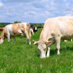 Описание и характеристика коров сычевской породы, правила содержания