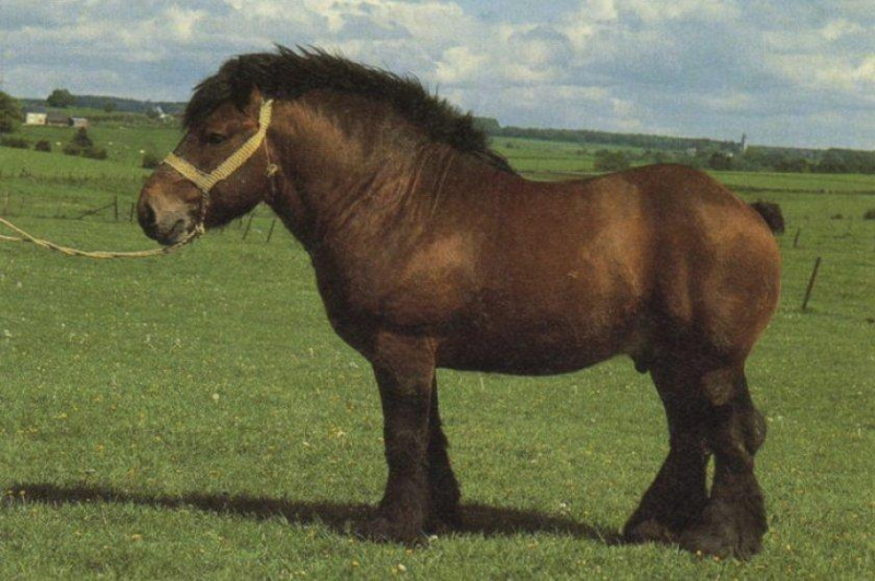 Описание и характеристика лошадей арденской породы, особенности содержания и цена
