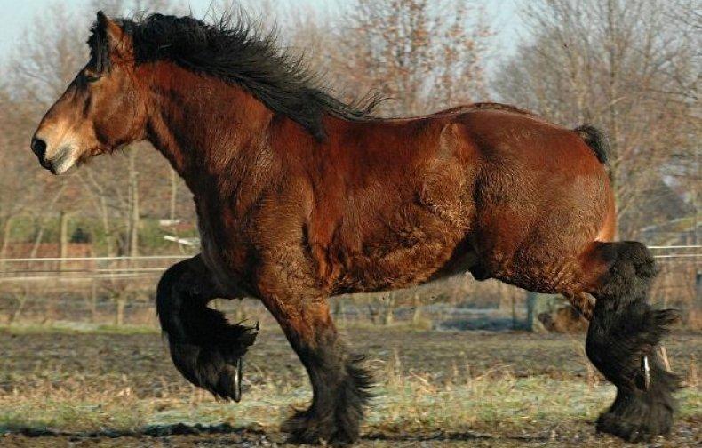 Описание и характеристика лошадей арденской породы, особенности содержания и цена