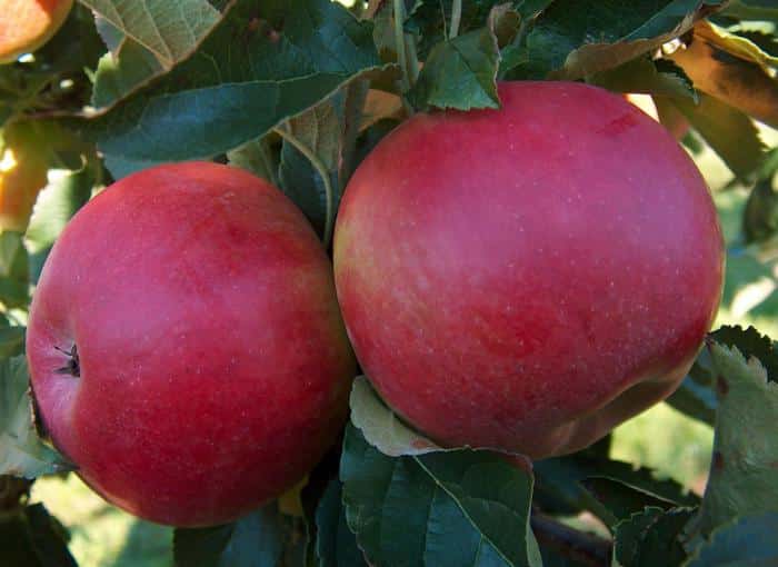 Описание и характеристики яблок Айдаред, история и тонкости выращивания