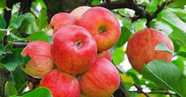 Описание и характеристики яблок Айдаред, история и тонкости выращивания