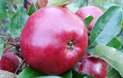 Описание и характеристики яблони Антей, правила посадки и ухода