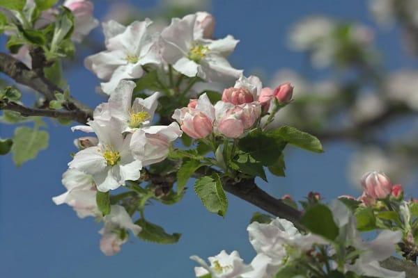 Описание и характеристика яблони сорта Бумажная, история селекции и урожайность