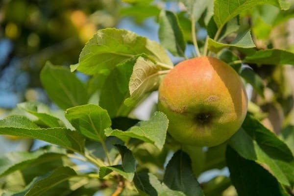 Описание и характеристика яблони сорта Бумажная, история селекции и урожайность