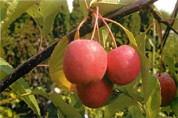 Описание и характеристика краснолистного декоративного сорта яблони Недзвецкого, посадка и уход