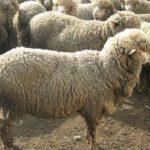 Описание и характеристика скороспелых овец, условия содержания и ухода