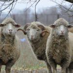 Описание и характеристика скороспелых овец, условия содержания и ухода