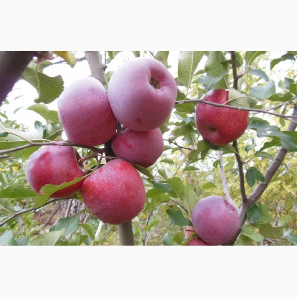 Описание и характеристика сорта яблони Джонатан, правила выращивания и ухода за гибридом