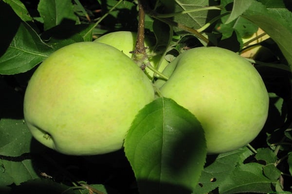 Описание и характеристика сорта яблони розмарин, в каких регионах лучше плодоносит
