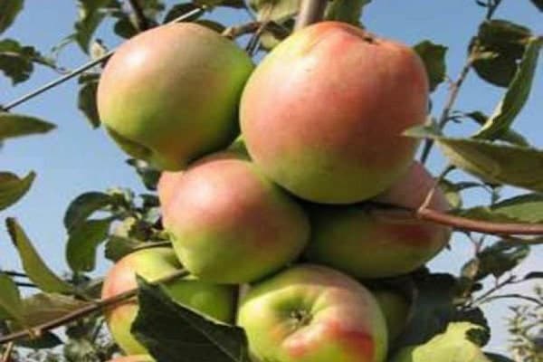 Описание и характеристика сорта яблони розмарин, в каких регионах лучше плодоносит