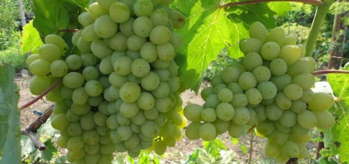 Описание и характеристика сорта винограда Дружба, правила выращивания и уход