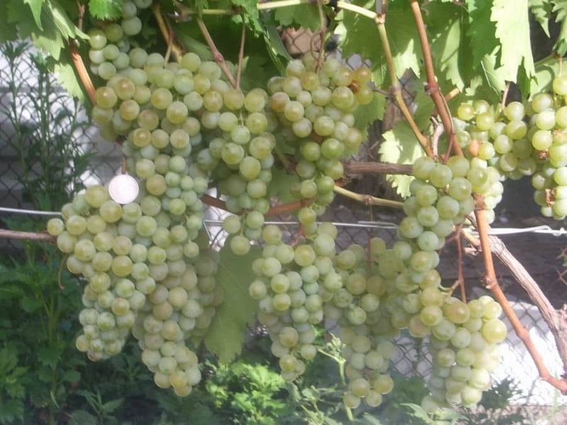 Описание и характеристика сорта винограда Дружба, правила выращивания и уход