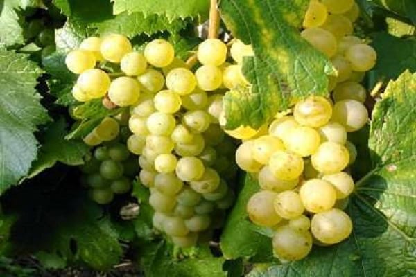 Описание и характеристики винограда Шардоне, зимостойкость и требования к выращиванию