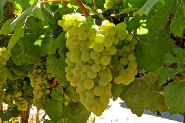 Описание и характеристики винограда Шардоне, зимостойкость и требования к выращиванию