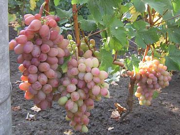 Описание и характеристика сорта винограда Водограй, достоинства и недостатки, выращивание