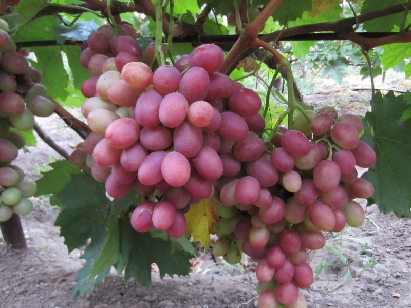 Описание и характеристика сорта винограда Водограй, достоинства и недостатки, выращивание