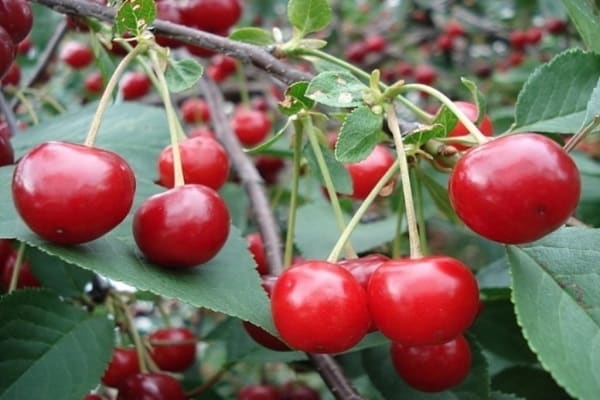 Описание и характеристика сорта вишни Игрицкая, особенности выращивания и ухода