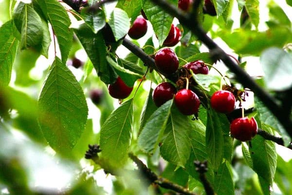 Описание и характеристика сорта вишни Игрицкая, особенности выращивания и ухода