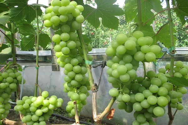 Описание и характеристика, устойчивость к болезням сорта винограда Дарья и правила выращивания