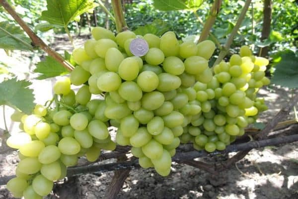 Описание и характеристика, устойчивость к болезням сорта винограда Дарья и правила выращивания