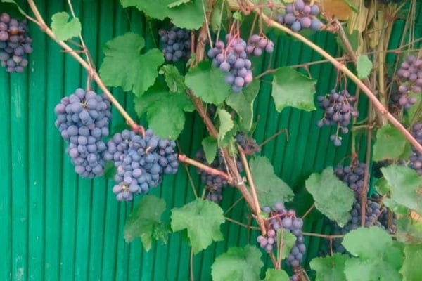 Описание и характеристика сорта винограда Агат Донской, выращивание и уход