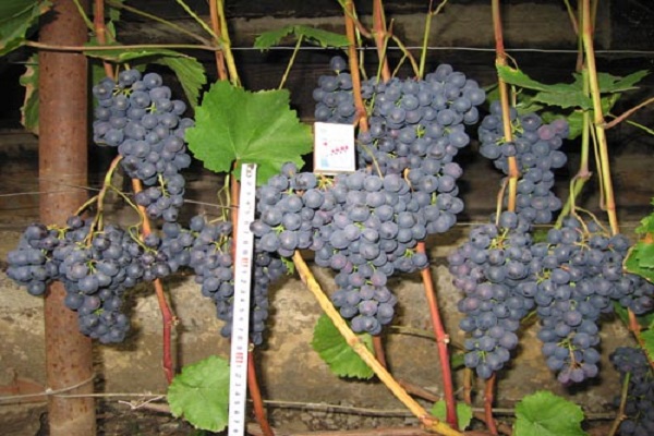 Описание и характеристика сорта винограда Агат Донской, выращивание и уход
