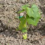 Описание и характеристика винограда Хамелеон, посадка и выращивание