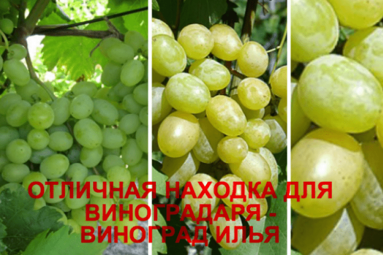 Описание и характеристика винограда Илья, посадка и выращивание