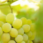 Описание и характеристика винограда Илья, посадка и выращивание