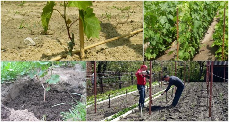 Описание и характеристика сорта винограда Кармакод, посадка и выращивание