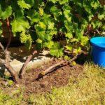 Описание и характеристика винограда Русвен, посадка и выращивание
