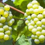 Описание и характеристика винограда Русвен, посадка и выращивание