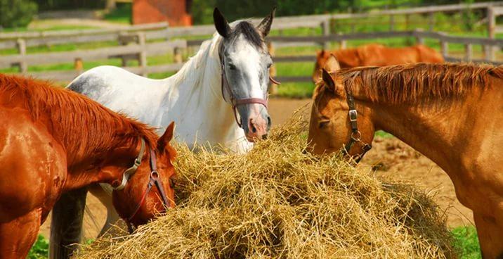 Описание и правила содержания рысистых лошадей, применение и стоимость