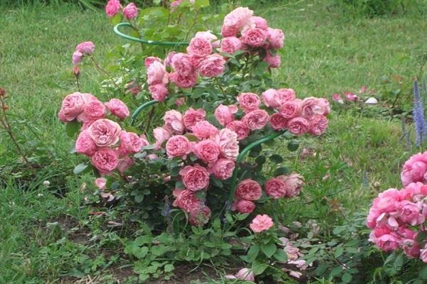 Описание и правила выращивания розы флорибунда сорта Кимоно
