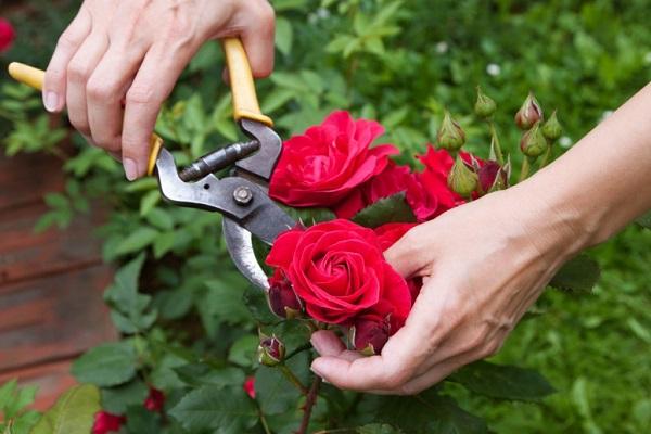 Описание и правила выращивания розы флорибунда сорта Кимоно