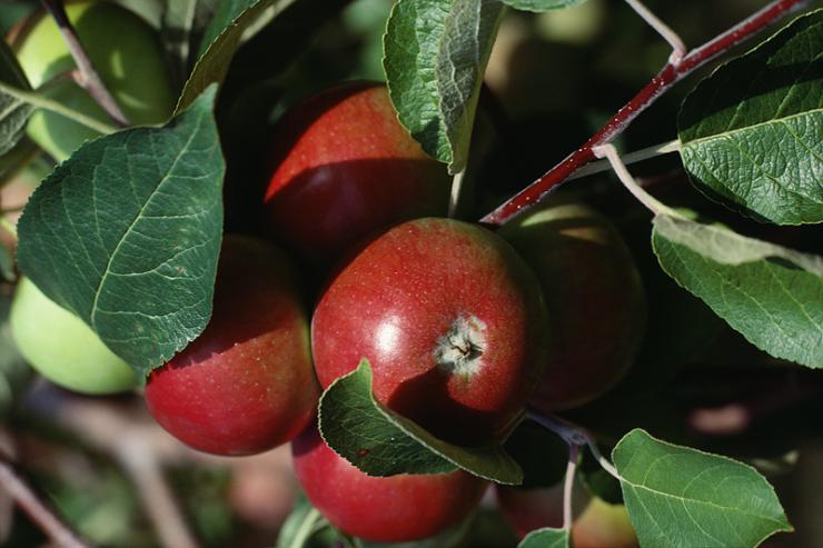 Описание и правила выращивания стелющейся яблони, посадка и уход